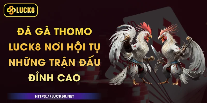 Đá Gà Thomo Luck8 - Nơi Hội Tụ Những Trận Đấu Đỉnh Cao 1 Đá Gà Thomo Luck8 - Nơi Hội Tụ Những Trận Đấu Đỉnh Cao