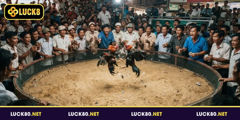 Đá Gà Thomo Luck8 - Nơi Hội Tụ Những Trận Đấu Đỉnh Cao 2 Sơ lược về đá gà Thomo