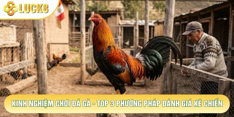 Kinh Nghiệm Chơi Đá Gà - Top 3 Phương Pháp Đánh Giá Kê Chiến 2 Kinh Nghiệm Chơi Đá Gà - Top 3 Phương Pháp Đánh Giá Kê Chiến