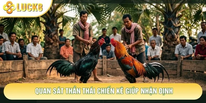 Quan sát thần thái chiến kê giúp nhận định