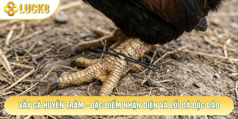 Vảy Gà Huyền Trâm - Đặc Điểm Nhận Diện Và Lối Đá Độc Đáo 9 Vảy Gà Huyền Trâm - Đặc Điểm Nhận Diện Và Lối Đá Độc Đáo