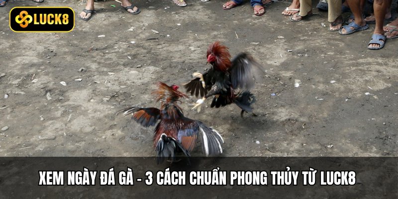 Xem Ngày Đá Gà - 3 Cách Chuẩn Phong Thủy Từ Luck8